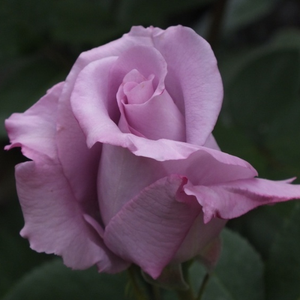 Caracterizat de flori întradevăr frumoase, de un violet interesant, parfumate.